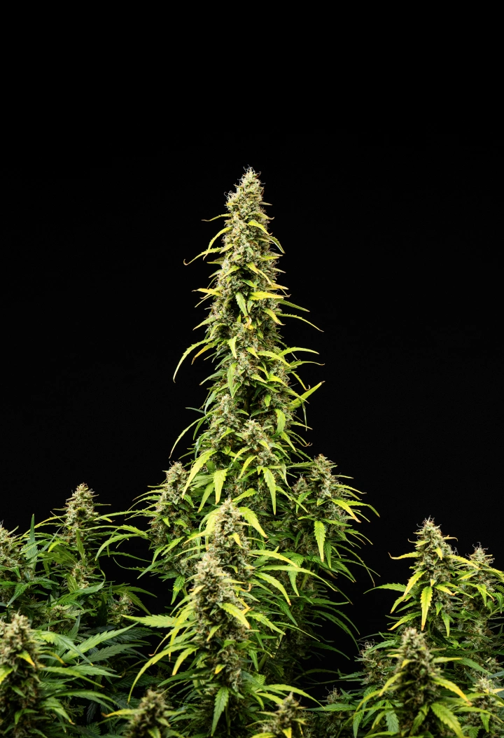 Wedding Cake Auto grow report: week 9, toprijping Wedding Cake Auto cannabisplant tijdens week 9 van het grow report, met hoge rijpe cola’s, dichte harsrijke toppen, verkleurende bladeren en de laatste bloeiontwikkeling tegen een zwarte achtergrond.
