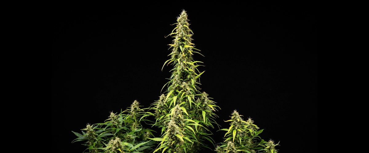 Wedding Cake Auto grow report: week 9, toprijping Wedding Cake Auto cannabisplant tijdens week 9 van het grow report, met hoge rijpe cola’s, dichte harsrijke toppen, verkleurende bladeren en de laatste bloeiontwikkeling tegen een zwarte achtergrond.