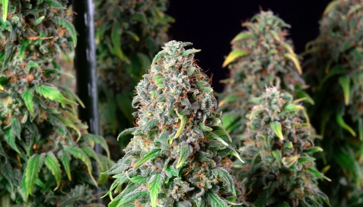 Wedding Gelato cannabisplant met dichte frostige toppen, oranje stampers, groen blad en harsrijke bloeiende cola’s.