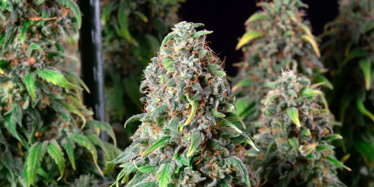 Wedding Gelato cannabisplant met dichte frostige toppen, oranje stampers, groen blad en harsrijke bloeiende cola’s.