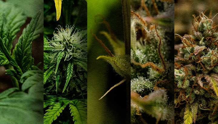 Autoflower Buiten Kweken: Wekelijkse Tijdslijn (Start Mei) Outdoor autoflower groeischema: Bekijk de week-tot-week ontwikkeling van een cannabis autoflower die in mei is geplant, van zaailing tot oogst. Volg de voortgang visueel.