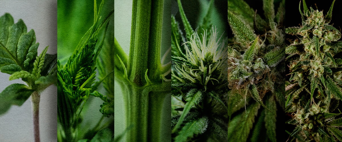 Photoperiode Buiten Kweken: Wekelijkse Tijdslijn (Start Mei) Outdoor photoperiode groeischema: Bekijk de week-tot-week ontwikkeling van een cannabis photoperiode die in mei is geplant, van zaailing tot pre-bloei. Volg de voortgang visueel.