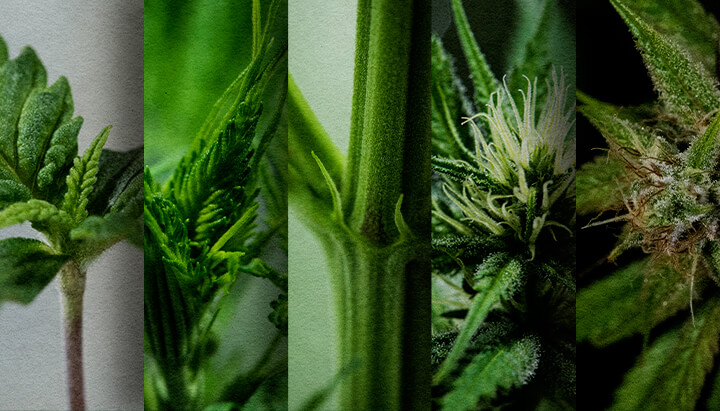 Photoperiode Buiten Kweken: Wekelijkse Tijdslijn (Start Mei) Outdoor photoperiode groeischema: Bekijk de week-tot-week ontwikkeling van een cannabis photoperiode die in mei is geplant, van zaailing tot pre-bloei. Volg de voortgang visueel.