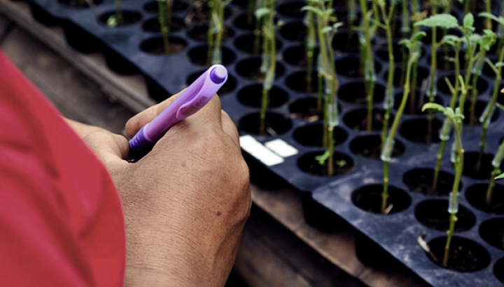 Leer over cannabis enten: wat het is, de voordelen voor kwekers en hoe deze plantenvermeerderingstechniek stap voor stap werkt. Verken cannabis entmethoden.