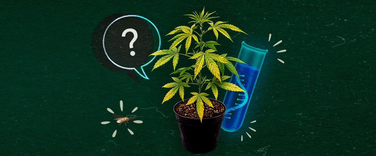 Wat is het CCYV-virus in cannabis? Cannabisplant met reageerbuis en vraagteken op groene achtergrond, onderzoek naar CCYV-virus.