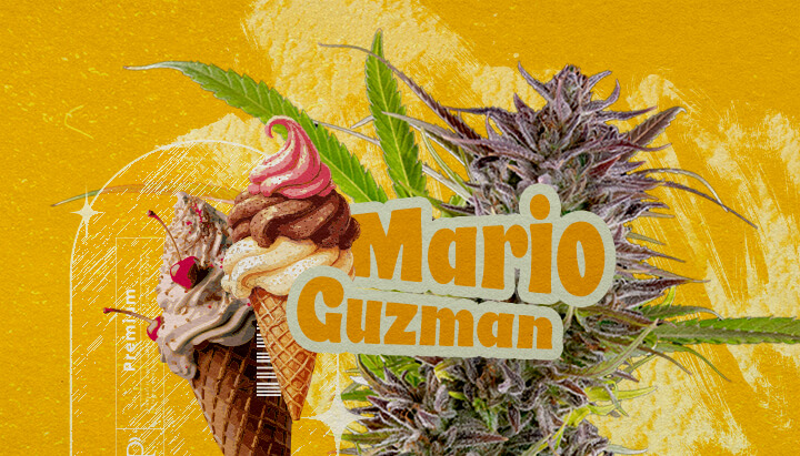 Oorsprong en geschiedenis van Gelato wiet Een illustratie met een cannabisbloem, de tekst