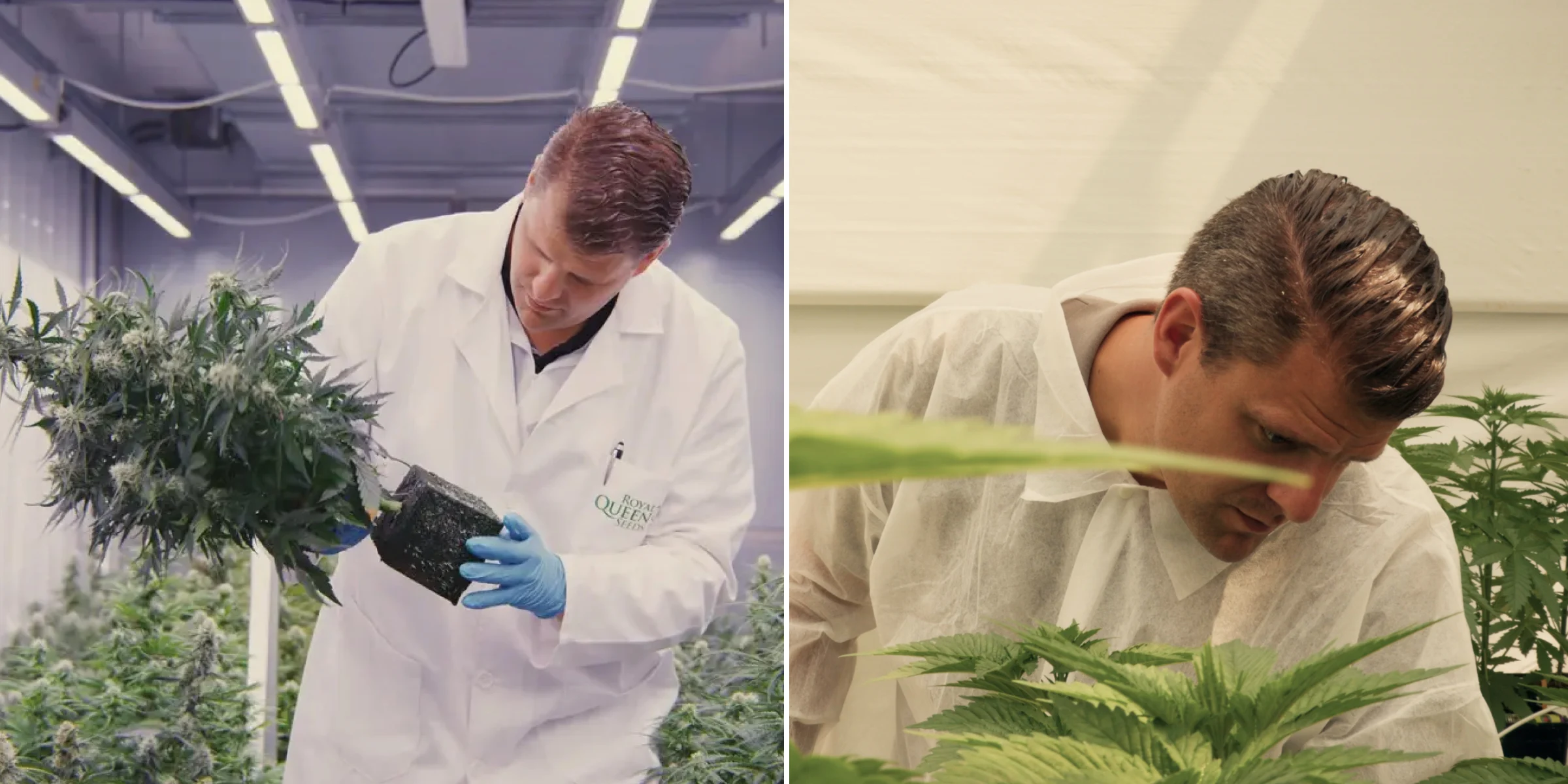Maikel inspecteert fotoperiode F1-hybride cannabisplanten in een gecontroleerde onderzoekskas, met hands-on plantevaluatie, rijpe bloemen, gezond blad en omstandigheden voor een breedingproef.