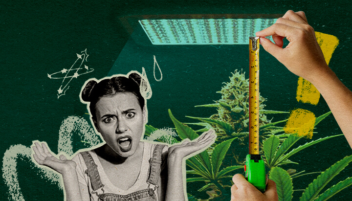 Waarom Lichtafstand Belangrijk Is: Lichtopstelling Afbeelding Cannabisplant met groeilicht en meetlint, benadrukt het belang van lichtafstand voor plantgezondheid op een donkergroene achtergrond, ideaal voor cannabis kweektips.