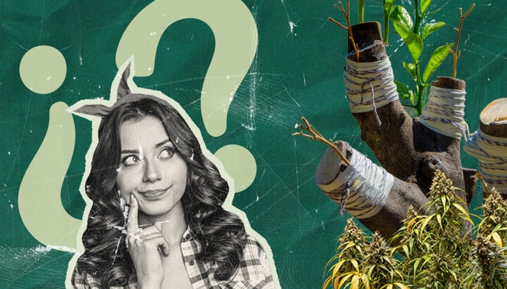 Waarom Marihuanaplanten Enten? De Voordelen Verkennen Ontdek de redenen om marihuanaplanten te enten. Verken de voordelen van deze 4000 jaar oude techniek voor de cannabisteelt, aantrekkelijk voor zowel onderzoekers als thuiskwekers.