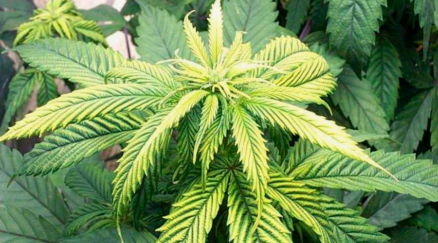 Zinc cannabis