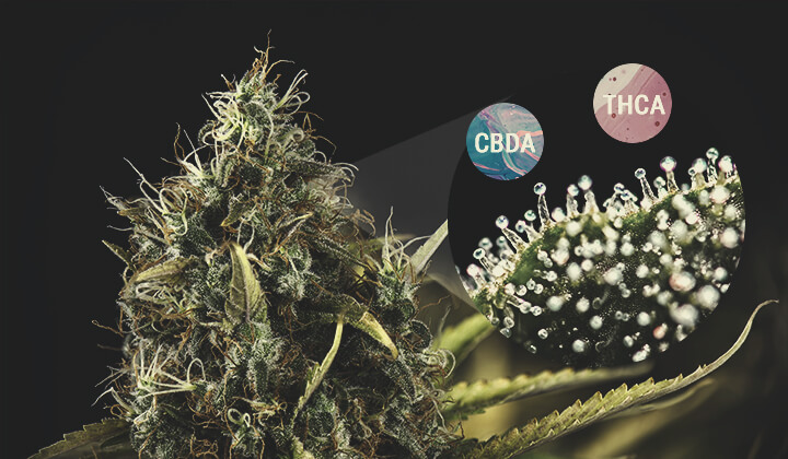 Wat zijn cannabinoïdezuren? Wat zijn cannabinoïdezuren?
