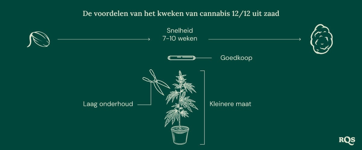 12-12 Cannabis Light Cycle advantages