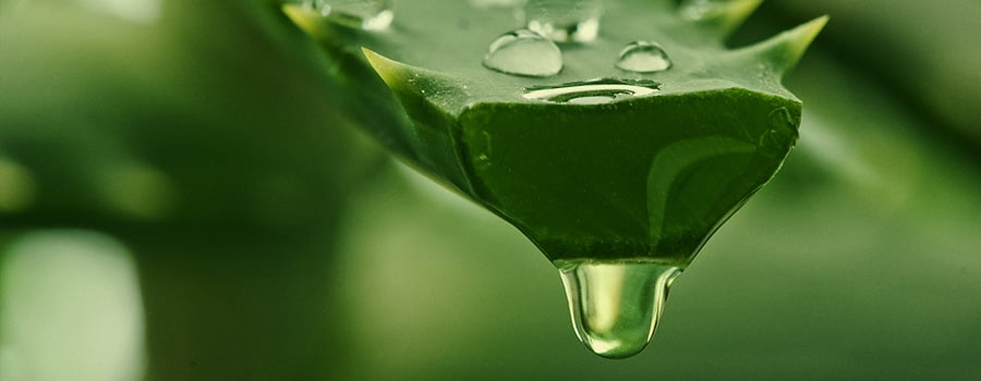 HOW ALOE VERA CAN BENEFIT CANNABIS PLANTS