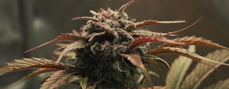 Amnesia Haze