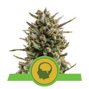 Kopen Amnesia Haze Automatic Kopen Amnesia Haze Automatic