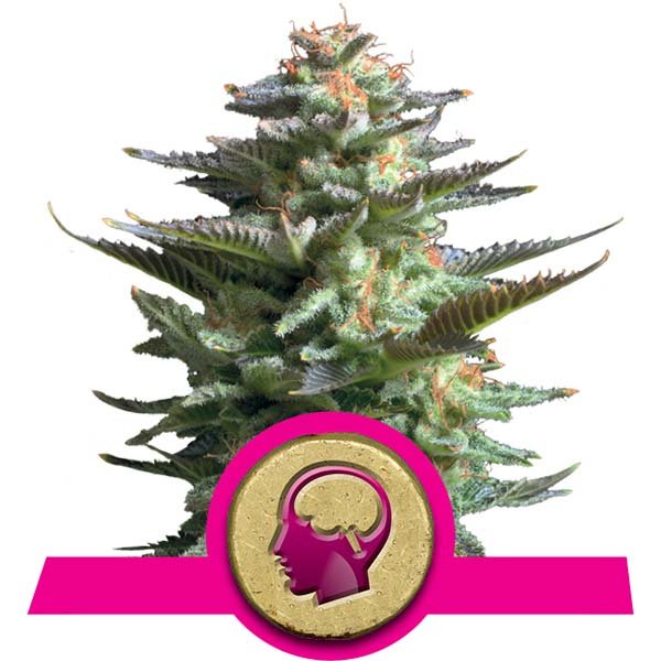 Amnesia Haze Royal Queen Seeds
