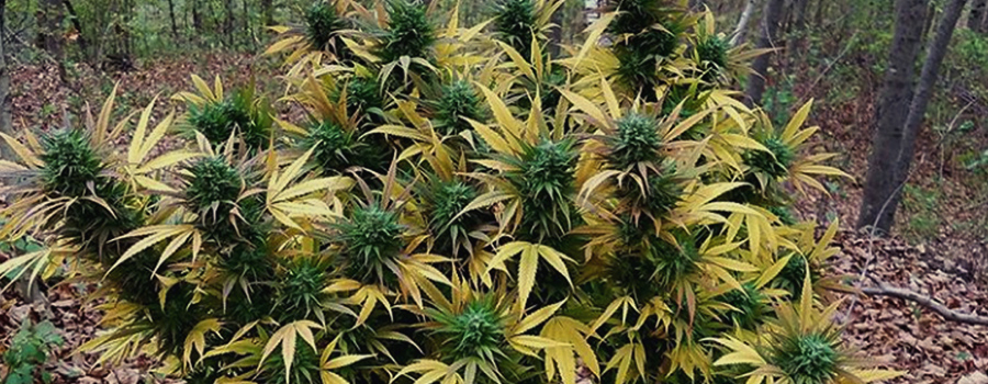 Amnesia Haze Amnesia Haze