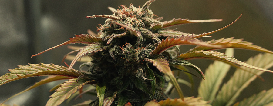 Amnesia Haze Amnesia Haze