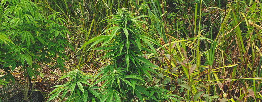 Amnesia Haze Amnesia Haze