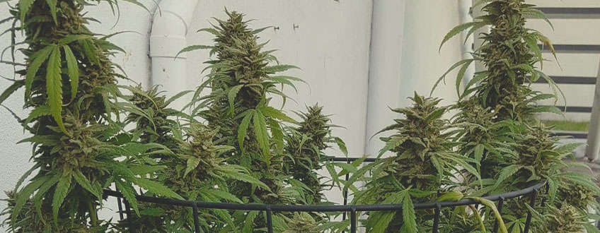 Amnesia Haze Amnesia Haze