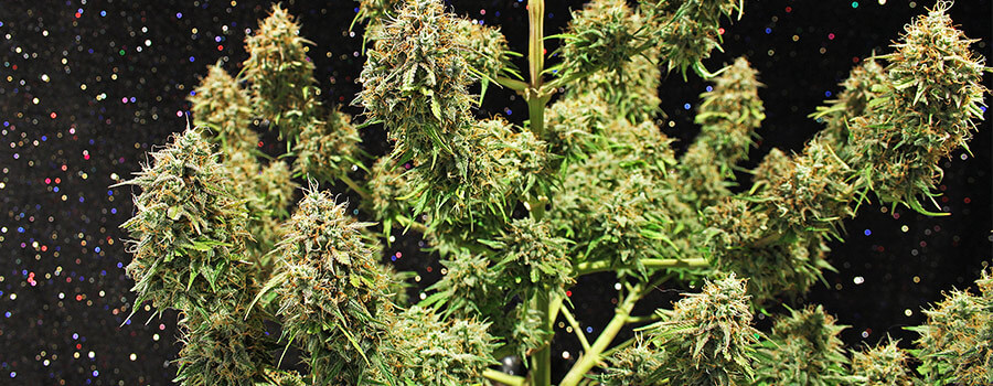 Amnesia Haze Cannabis Warmere Klimaten Amnesia Haze Cannabis Warmere Klimaten
