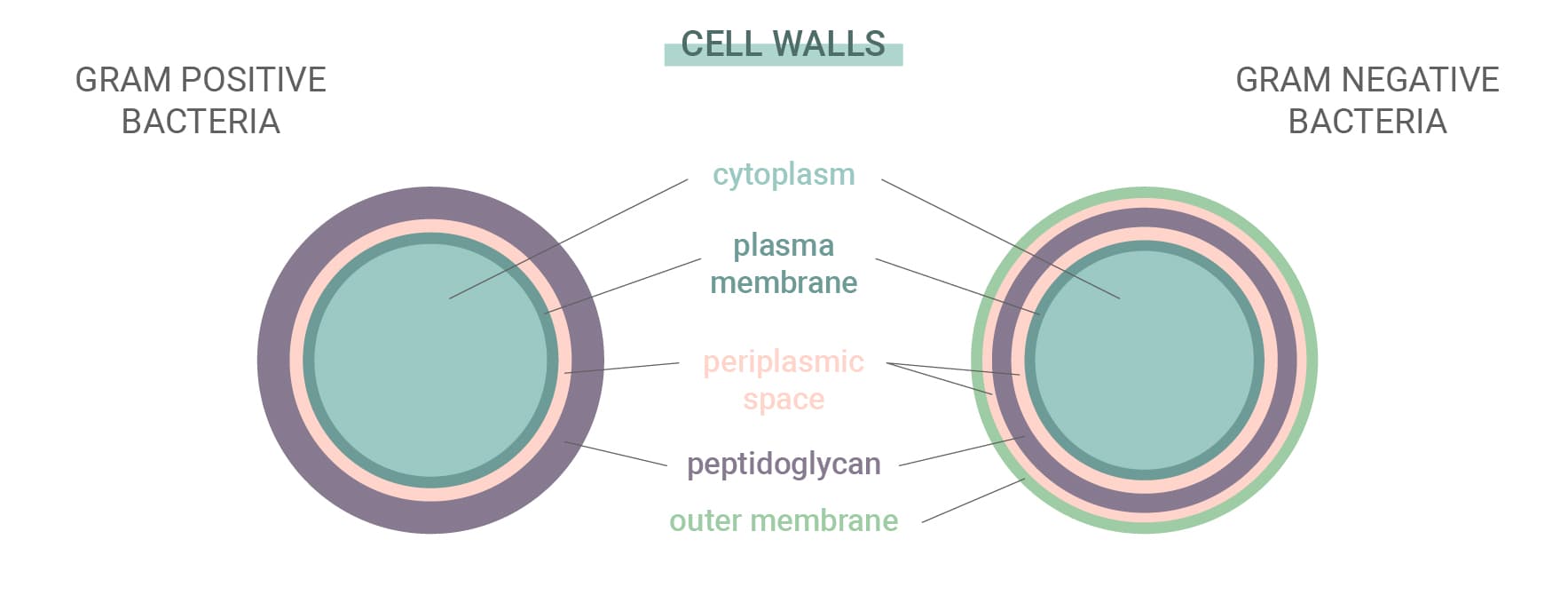 Grampositieve versus gramnegatieve bacteriën Grampositieve versus gramnegatieve bacteriën
