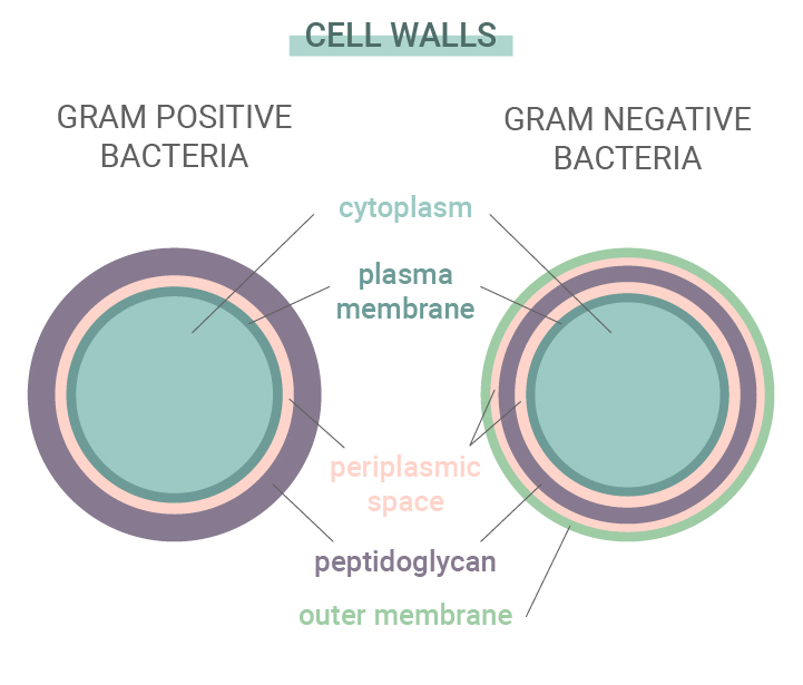 Grampositieve versus gramnegatieve bacteriën Grampositieve versus gramnegatieve bacteriën