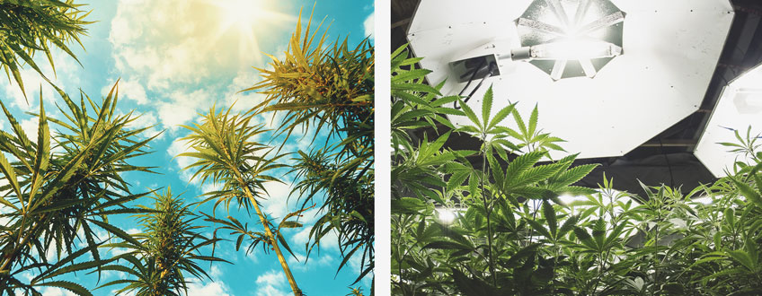 Sunlight vs Artificial Sunlight vs Artificial