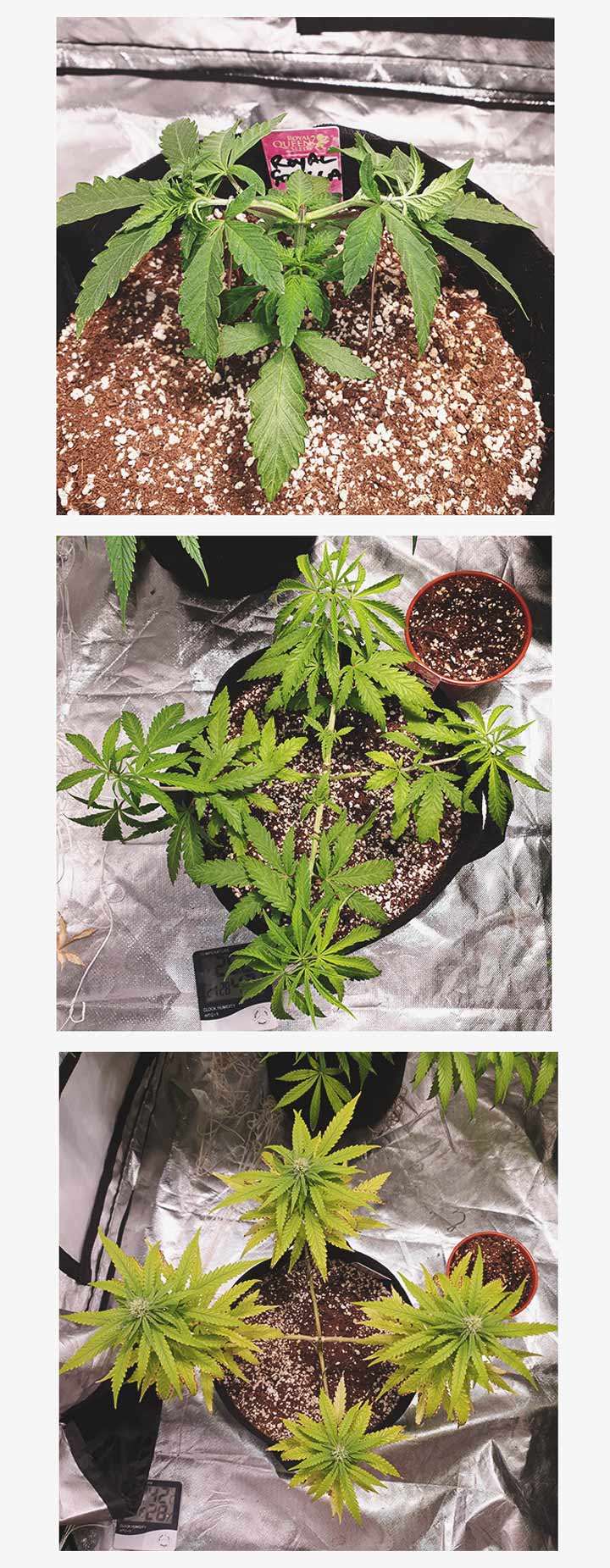 Mainlining Mainlining