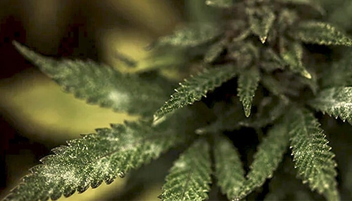 Schimmel in een cannabisplant