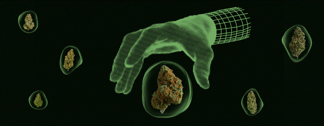 Guidelines To Help You Choose Your Seeds
