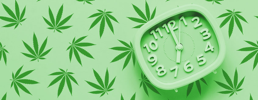 How Much Time Is Needed To Grow Cannabis Indoors? 
