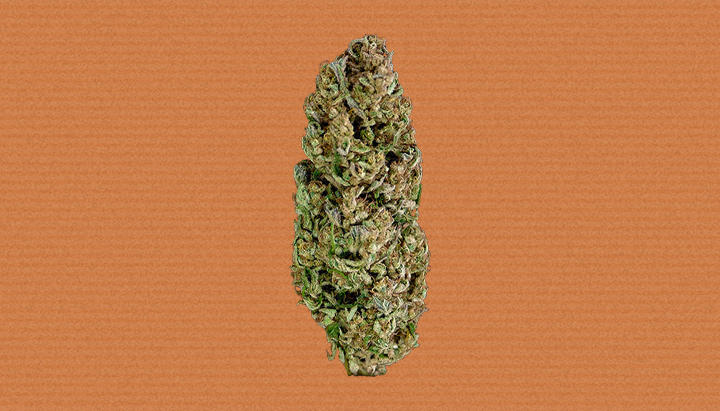 Hindu Kush Cannabis Strain