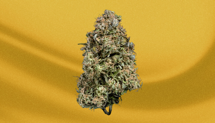 Acapulco Gold Cannabis Strain