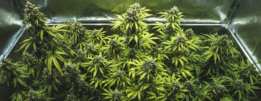 Royal Haze Auto