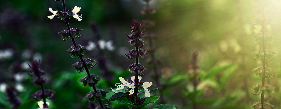 OLTIVARE IL BASILICO COME PIANTA DA CONSOCIAZIONE IN UN GIARDINO CANNABICO OLTIVARE IL BASILICO COME PIANTA DA CONSOCIAZIONE IN UN GIARDINO CANNABICO