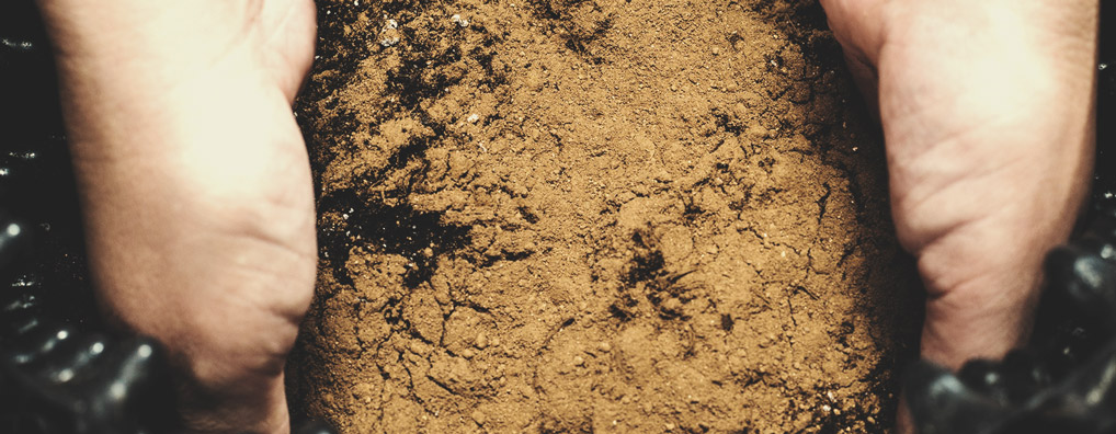 Bat Guano Bat Guano