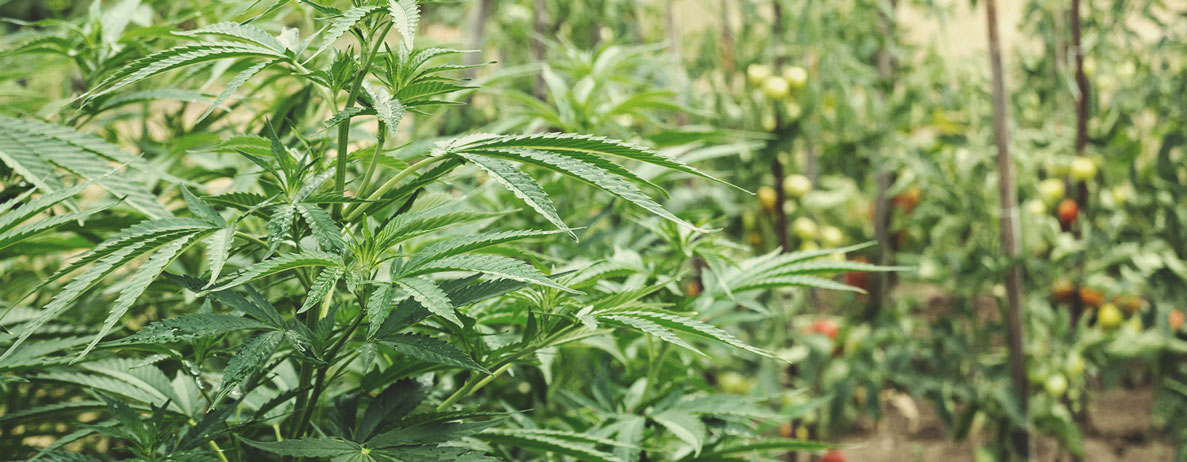 Zo Begin Je Een Regeneratieve Cannabisteelt