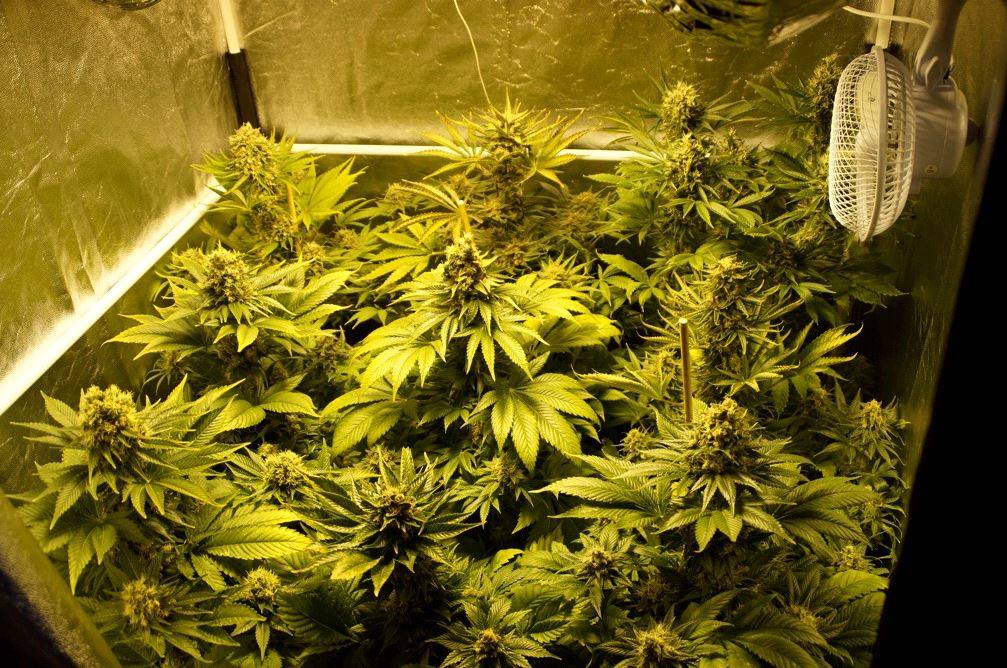 Beste marihuana zaden Beste marihuana zaden