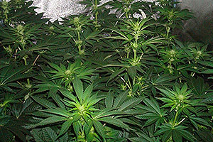 Best cannabis plant Best cannabis plant