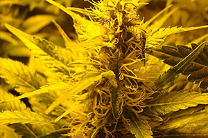 Flowering time from a marijuana plant Flowering time from a marijuana plant