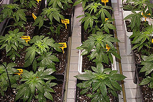 Foliar fertilizer for cannabis plants Foliar fertilizer for cannabis plants