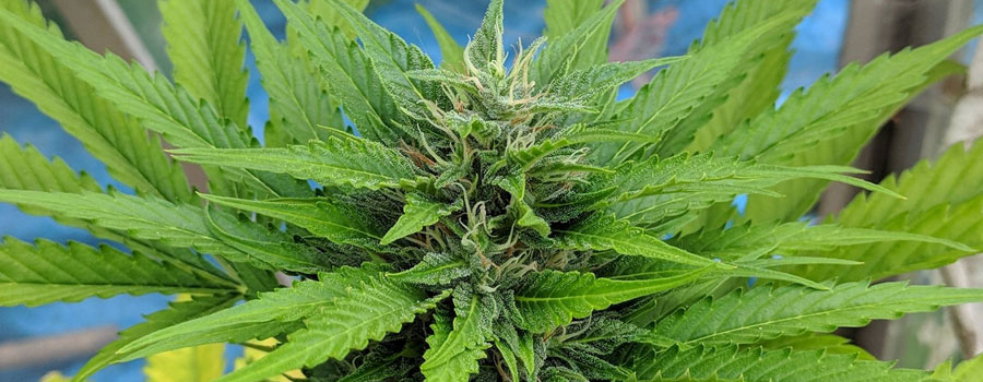 Royal Moby feminized very detailed photo of the cannabis plant Royal Moby feminized very detailed photo of the cannabis plant