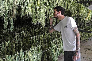 Best marijuana buds in the world Best marijuana buds in the world