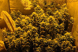Ventilation marijuana plants Ventilation marijuana plants