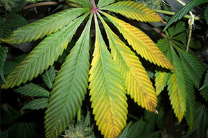 Cannabis yellow leaves Cannabis yellow leaves