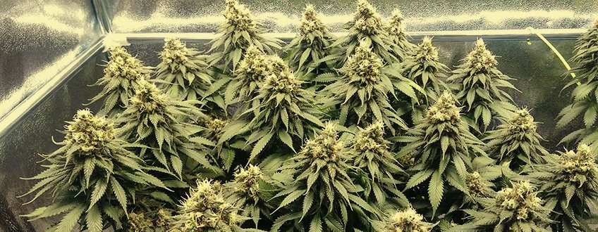 Blue Mystic