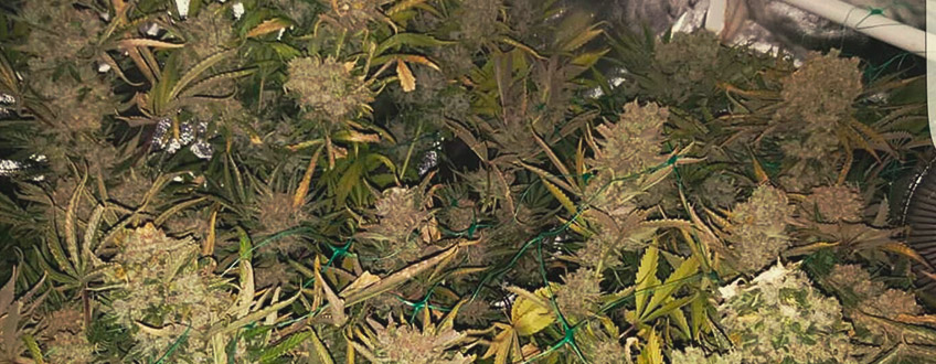 Blue Mystic Blue Mystic