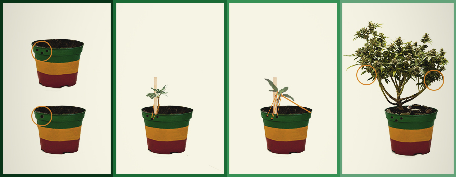 HOE KWEEK JE EEN CANNABIS-BONSAI? HOE KWEEK JE EEN CANNABIS-BONSAI?