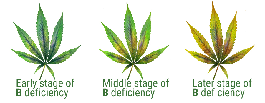 Boron deficiency leaves cannabis plant